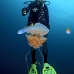 jellyfish_mastigophora_crambione_hd_lan_v_0239_tha5538.jpg